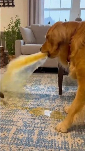 Cat vs Dog: Escalation
