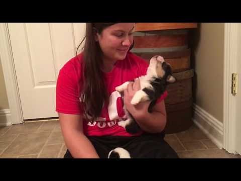 Howling corgi puppy