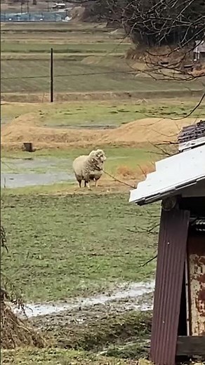 田舎に潜む天使