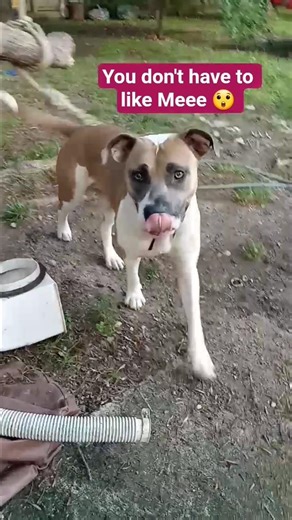 Would she get along w your dog or pet? 😂😂😂 #cute #delight #puppy #funny #fypシ゚viral #shorts