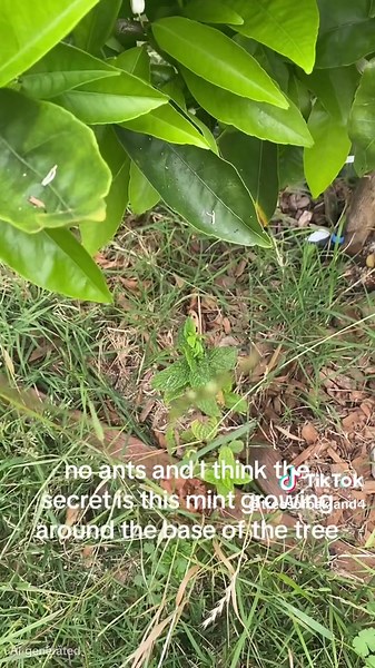 How to get rid of ants on citrus trees 👀 #citrus #tree #ants #natural #lime #orange #lemon #mandarin #grapefruit #theory #mint