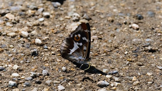 Brainwave Sensing Videos: Download 19+ Free 4K & HD Stock Footage Clips - Pixabay