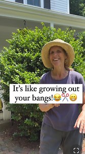 It's just like growing out your bangs. These are hollies and they are beasts. If you look inside a holly the stems are often going all over the place and it can be hard to know what to do so my advice is just to go in and be ruthless. ✂️😁 We cut them back last June and this is what they look like in late March. Early spring is such a good time to prune because there will be a lot of new growth during this time but you can prune at other times of the year.Have no fear.About me: I am a garden coa