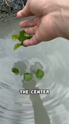 Whirlpool Effect for Faster Drainage #shorts #physics #facts