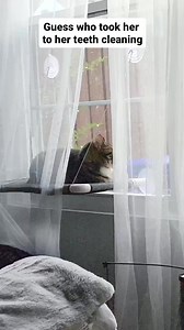 568K views · 10K reactions | 307_I read that cats understand when you call their name, they just choose to ignore you  This is what I get for trying to maintain her dental health lol how do your pets respond when you cal | Fostering kittens | Facebook