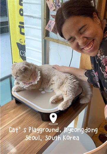 The Cats Playground: Your Ideal Cat Café in Seoul