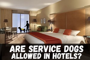 Are Service Dogs Allowed in Hotels? » The Service Dogs