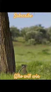 Cat Attacks Bird! What Happened Next Will Shock YouWild Fight: Cat vs Bird 🐱🔥 | Real Scene