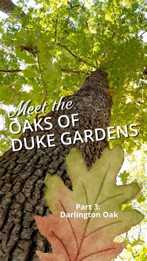 Sarah P. Duke Gardens on Instagram: "Take a walk with Dr. Paul Manos, Duke professor, oak expert and guide to some of the coolest trees in the Blomquist! In the series finale, meet the semi-evergreen Darlington oak (Quercus hemisphaerica). If you’ve ever wanted to learn how to really read a forest, this is your moment 🍂👀 And be sure to check out our website for more stories about our incredible oak collection, including an interactive virtual tour. Link in bio! #oak #botany #trees #treestagram