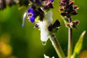 Experts warning over potentially ‘harmful’ plant froth & why you should report it