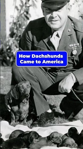 How Dachshunds Came to America