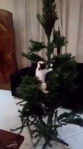 Y ustedes... ¿Ya hicieron su árbol? 😅 | Mi Planeta Mágico ツ