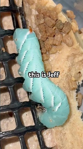 “From Caterpillar to Creature: The Hornworm Life Cycle 🐛” #crawlcontrol