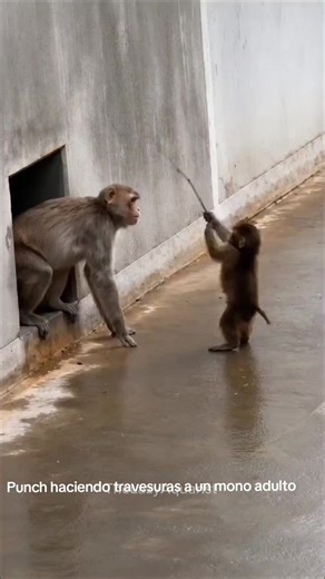 Punch haciendo travesuras a un macaco adulto, esa personalidad curiosa y traviesa que lo hace adorable. #punch #viraltiktok #foryou #punchy #paratiiiiiiiiiiiiiiiiiiiiiiiiiiiiiii