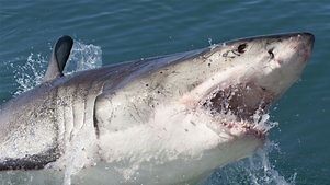 Dead or Alive: Season 1 Episode 2 Blood in the Water