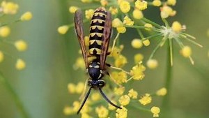 How to fight back against yellow jackets