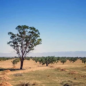'Diffuser' System Irrigates Tunisian Olive Trees from the Bottom Up