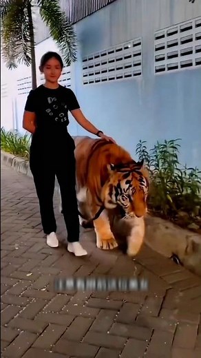 😍The girl's pet tiger 🐯#tiger
