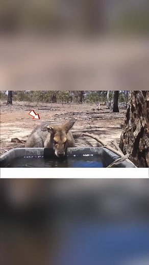 #wildanimals #kangaroo #parasite #australia🇦🇺 #faktaunik | Kangaroo