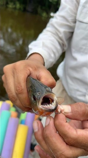 Catching Piranhas in the Peruvian Amazon
