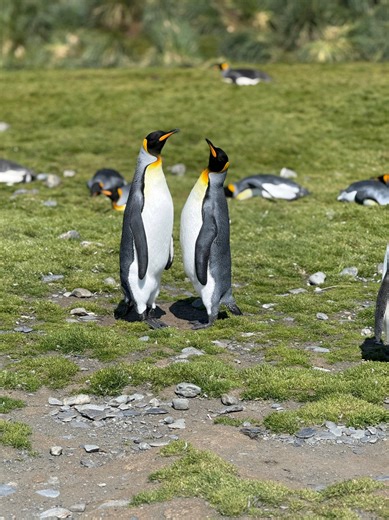 #Hxexpedition #adventuretravel #expeditioncruise #southgeorgiaisland #kingpenguin