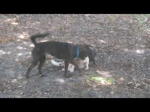 My dog is still at it 🤦‍♀️