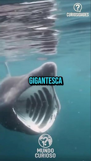 Tiburón peregrino:el fantasma errante del océano #tiburonperegrino #mundoanimal #curiosidades