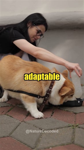 Why Corgis Are the Cutest Herding Dogs Ever! 🐾😍 [#shorts] [#dogs]