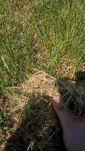 Need advice removing huge amounts of dead grass. Description in comments.