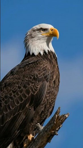 Bald Eagle Call in the Wild | America’s National Bird