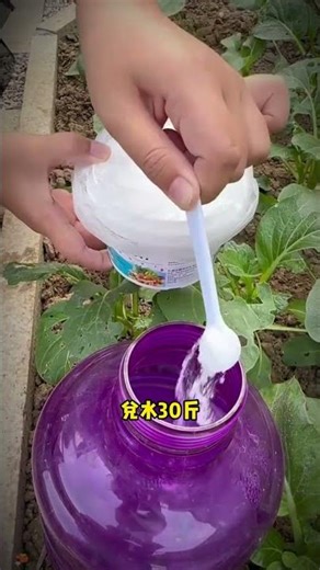 The Secret Love of Cucumbers: Top 2 Tips for Farmers