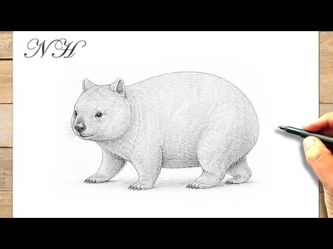 Comment dessiner un ‎wombat facile