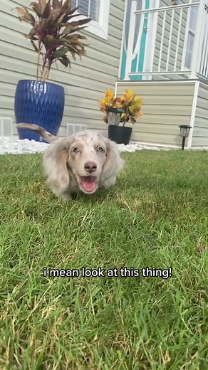 The Dachshund Pack on TikTok