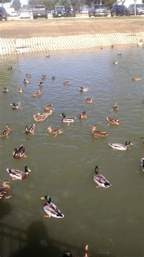 VID_20161008_122438159.mp4