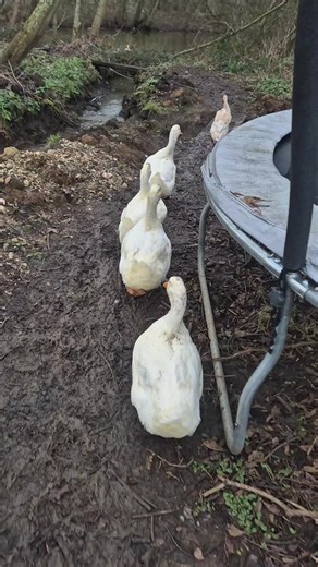 Muddy Ducks Exploring After Dinner