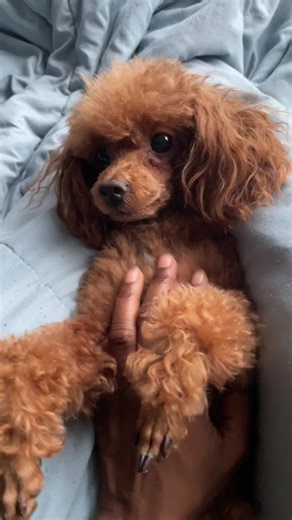 Good morning #toypoodle #poodlesoftiktok #redpoodle #blackpoodle #brooklyn