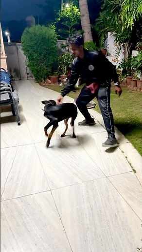 🐕‍🦺DOBERMAN🐕‍🦺basic obedience training program obedient ￼ #youtubeshort #puppytraining #fitdogs