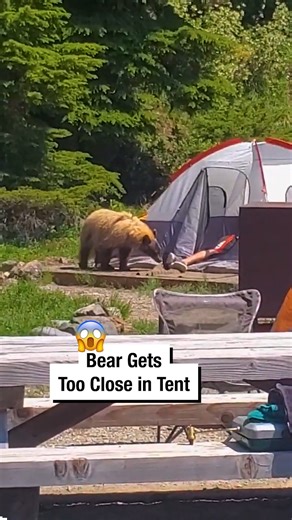 1.6M views · 7.9K reactions | Bear Gets Too Close in Tent!  | Wrestling News | Facebook