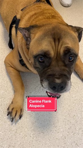 Understanding Seasonal Flank Alopecia in Dogs