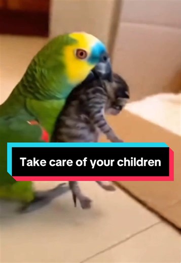 Even a Parrot Knows: Take Care of Your Children. Sometimes, animals remind us of what truly matters. This parrot gently picked up a kitten and brought it back to its mother — as if saying: take care of your children. A small act. A powerful lesson. parrot, kitten, animal rescue, animal story, animal kindness, emotional video, heartwarming story, viral video, viral shorts, tiktok animals, animal instinct, animal care, save animals, humanity lesson, lesson from animals, compassion, kindness, empat
