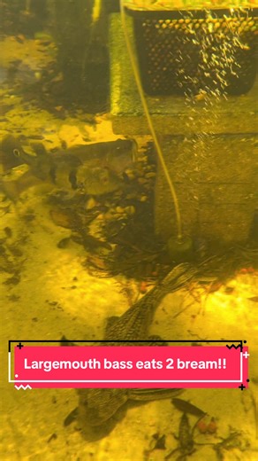 The largemouth is ruthless when it comes to food. If it fits it ships. #largemouthbass #breamfishing #pond #freshwater #eating