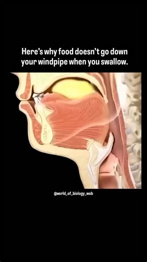 World of Biology on Instagram: "When you swallow, your body activates a protective reflex that stops food from entering the windpipe. The epiglottis a small flap of cartilage closes over the trachea, redirecting food and liquid safely into the esophagus. At the same time, the vocal cords tighten and the airway seals shut. This synchronized movement ensures breathing pauses for a split second, preventing choking and keeping your airway clear."