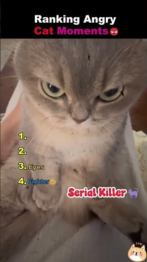 Ranking the funniest angry cat moments ever. 😼✨ #funnyanimals #catvideos #trending