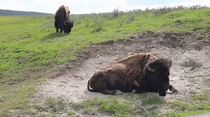 Woman gored by bison at Yellowstone National Park