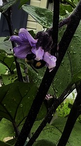 33 reactions · 9 comments | Listen to the buzz  Bumblebees buzz primarily to release pollen from certain types of flowers through a process called buzz pollination. This technique involves the bee vibrating its flight muscles to create vibrations that shake loose pollen trapped within the flower. The buzz is essentially the sound produced by these vibrating wing muscles and thorax. | Frank Ruczynski | Facebook