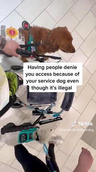 And this is just the tip of the iceberg 😅 #servicedog #chronicillness #support #sendhelp #servicedogintraining #donotdistractservicedogs #leaveusalone #dog #dogtraining #publicaccessissue