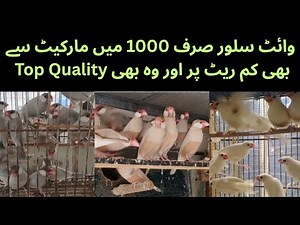 White Java silver Java Fawn Java Sparrow breeding Setup|| Java lo aur Breed Karvao| ASIF BIRDS FARM