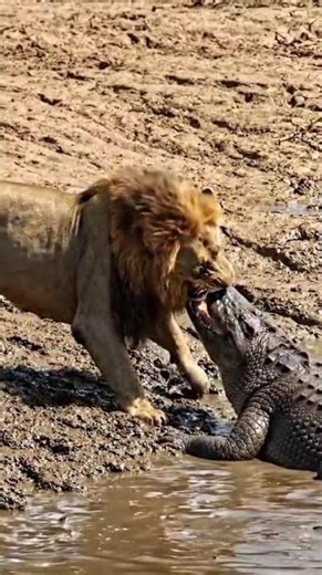 lion killing Gaint Crocodile🐊😱#LionVsCrocodile #LionAttack #CrocodileAttack #Wildlife #animalfight