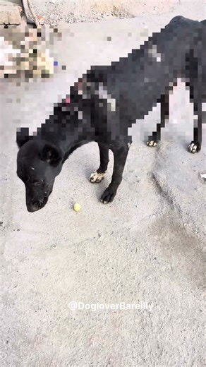 Maggots problem in dogs 212 #dog #shorts #youtubeshorts #doglife #animal #short #shortvideo