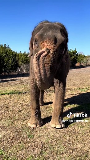 Asian Elephant Experience at The Preserve
